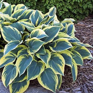 Hosta first frost
