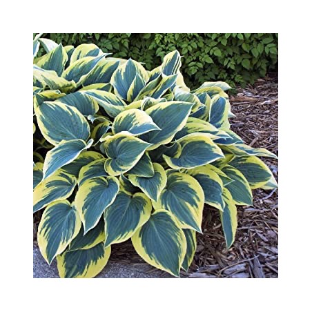 Hosta first frost