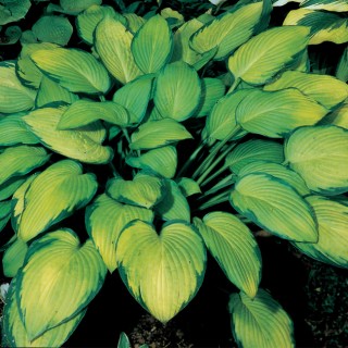 Hosta gold standard