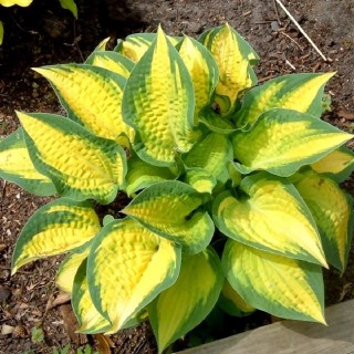 Hosta orange marmelade