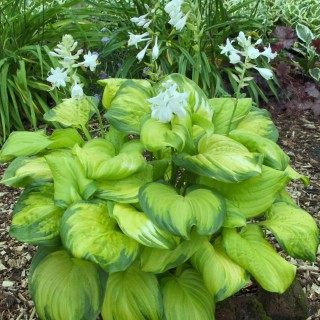 Hosta guacamole