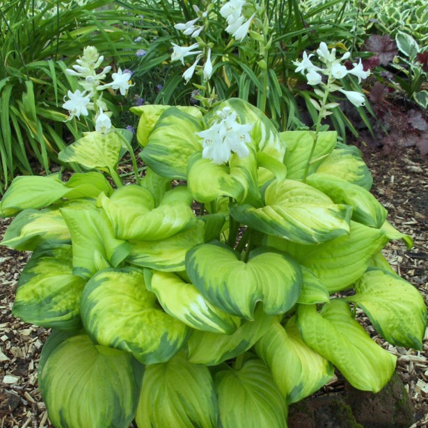 Hosta guacamole