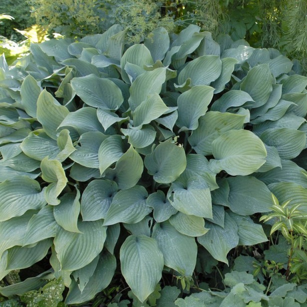 Hosta krossa regal