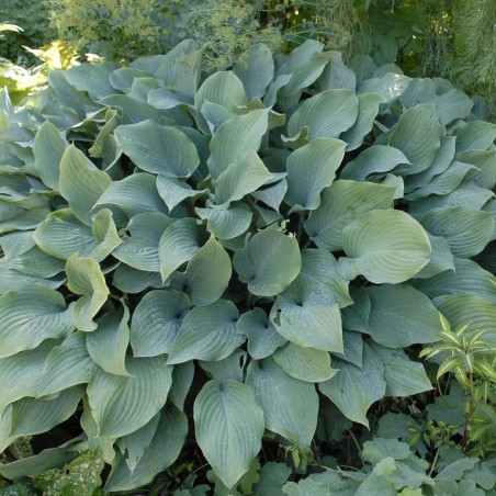 Hosta krossa regal