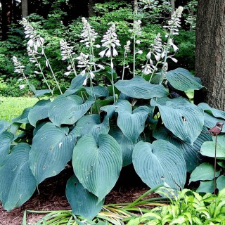 Hosta blue angel
