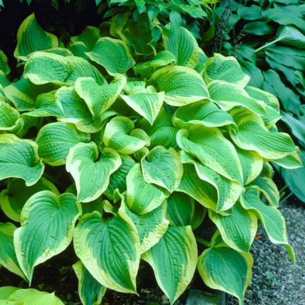 Hosta shade fanfare