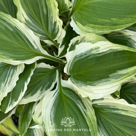 Hosta thomas hogg