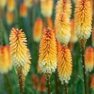 Kniphofia Tawny King