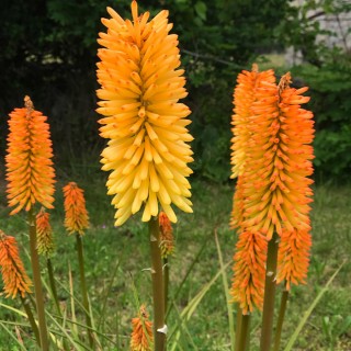 Kniphofia Moonstone