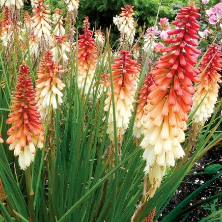 Kniphofia orange vanilla popsicle