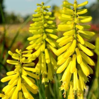 Kniphofia lemon popsicle