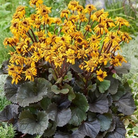 Ligularia dentata pandora