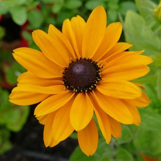 Rudbeckia indian summer