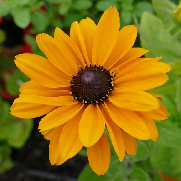 Rudbeckia indian summer