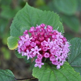 Clerodendron bungei