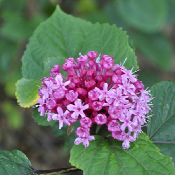 Clerodendron bungei