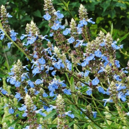 Salvia uliginosa