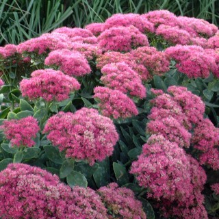 Sedum spectabilis neon