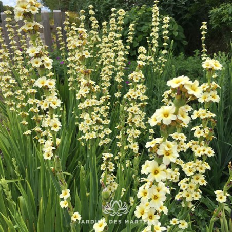 Sisirinchium striatum