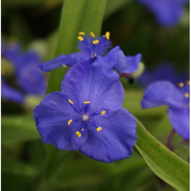 Tradescanthia blue stone