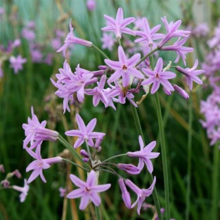 Tulbaghia violacea