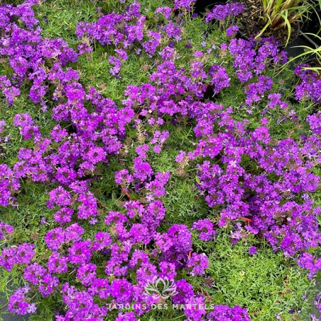 Verveine tapien mauve