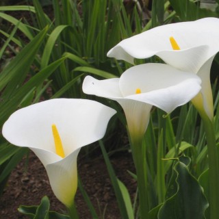 Zantedeschia ethiopica
