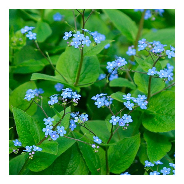 Brunnera macrophylla