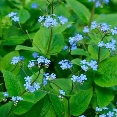 Brunnera macrophylla
