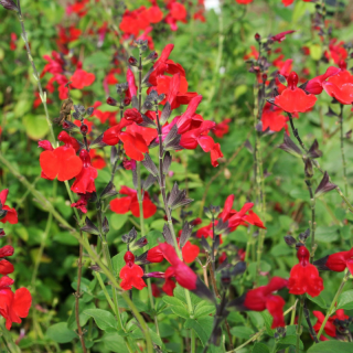 Salvia royal bumble