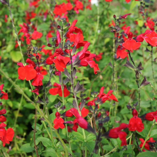 Salvia royal bumble