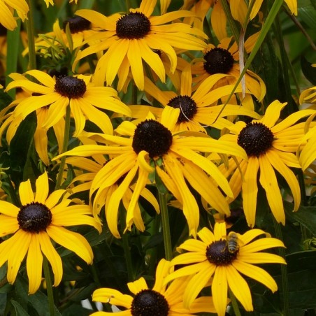 Rudbeckia goldsturm
