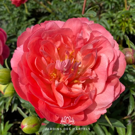 Paeonia lactiflora coral charm