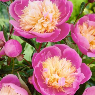 Pivoine bowl of beauty