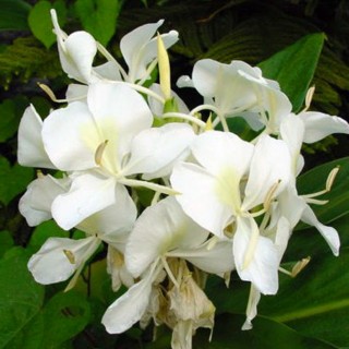 Hedychium coronarium