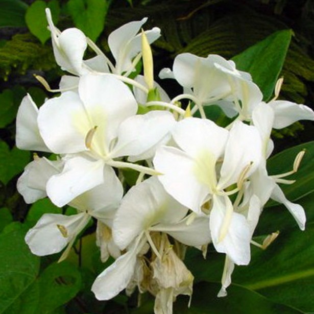 Hedychium coronarium