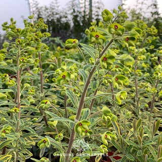 Euphorbe ascot rainbow