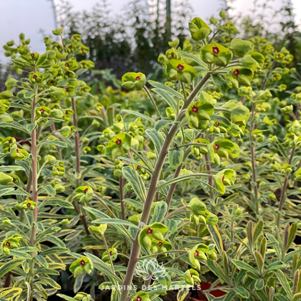 Euphorbe ascot rainbow