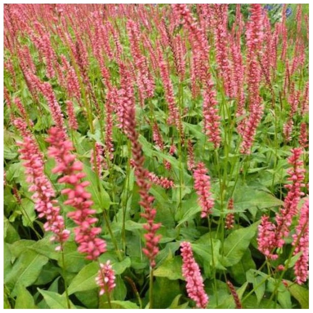 Persicaria orange field