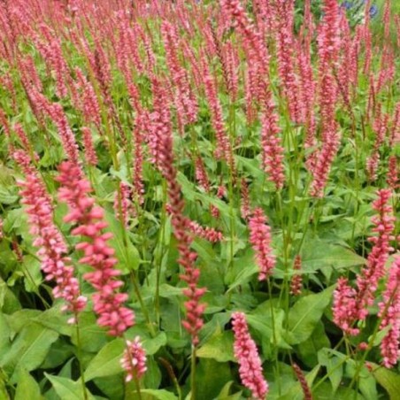 Persicaria orange field