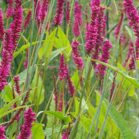 Persicaria amethyst summer