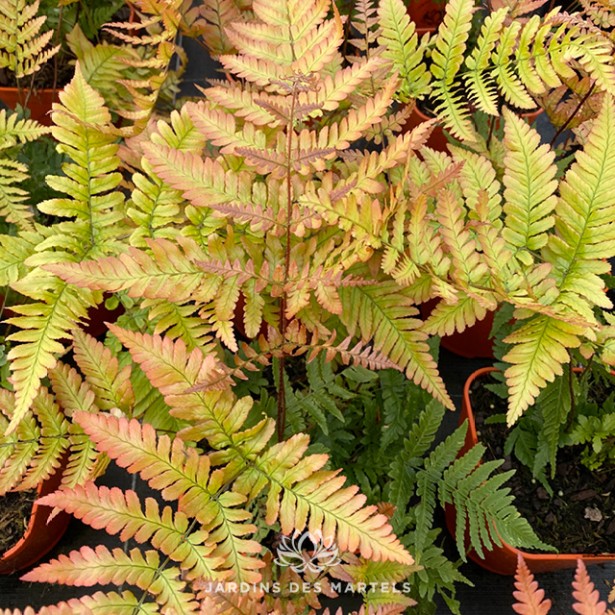 Dryopteris erythrosora