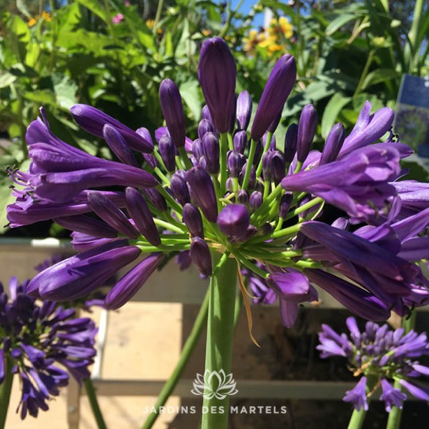 Agapanthus purple delight