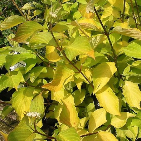 Cornus alba aurea