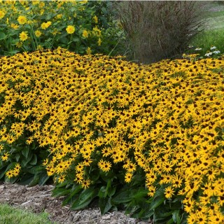Rudbeckia little gold star