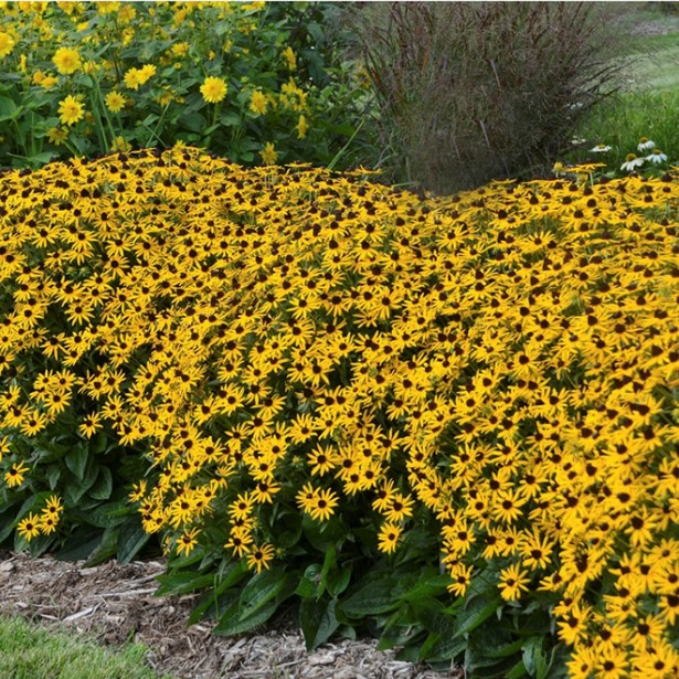 Rudbeckia little gold star