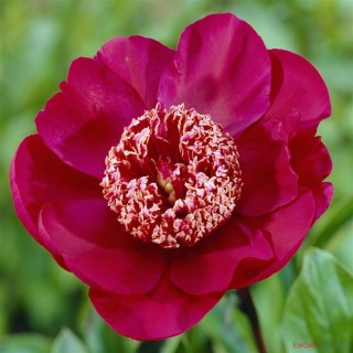 Pivoine nippon beauty
