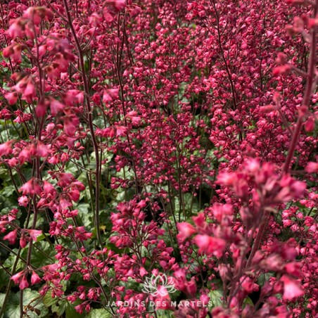 Heuchera Paris