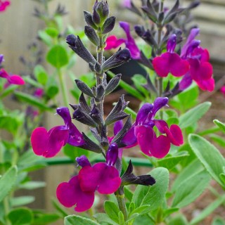 Salvia violette de Loire