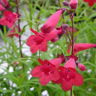 Penstemon garnet